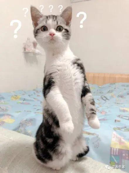 娱乐圈吃瓜猫咪是谁